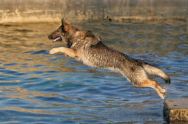 Dog jumping into water