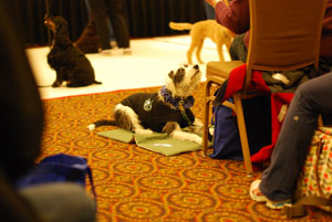 Dogs at ClickerExpo | Karen Pryor Clicker Training