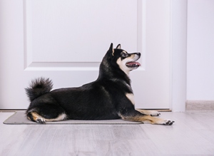 Introducing the Mat, for teaching your dog to Settle on The Magic