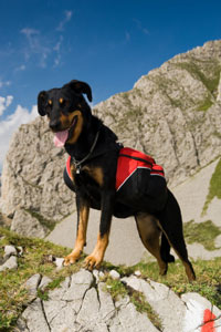 Dog on a mountain