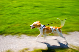 dog on a walk