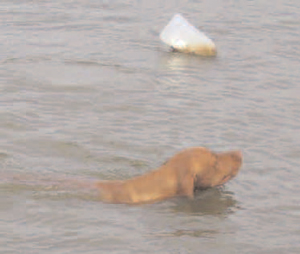 gundog in the water