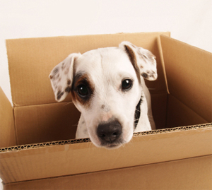 Dog_in_a_box