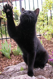 Cat giving a high five.