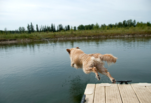 Celebrate the dog days of summer!