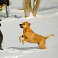 Ten Reasons Your Dog May Develop Behavior Problems