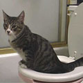 How to Toilet-Train Your Cat, Clicker Style