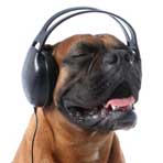 Dog Wearing Headphones