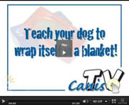 How to Teach Your Dog to Wrap Itself in a Blanket