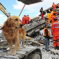 Golden Rescue