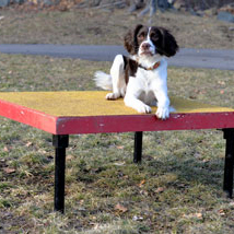 how-to-use-an-agility-table-for-fun-or-sport