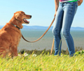 How to Teach Loose-Leash Walking