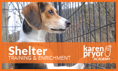 Shelter Training & Enrichment