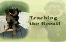 Teaching the Puppy Recall