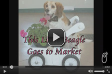 This Little Beagle Goes to Market