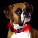 nite-dawg-light-up-collar