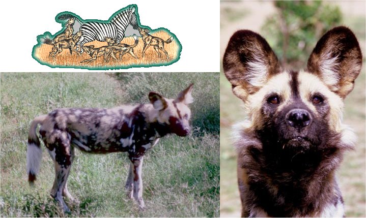 African Wild Dogs