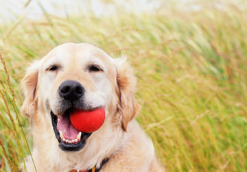 Celebrate the dog days of summer!