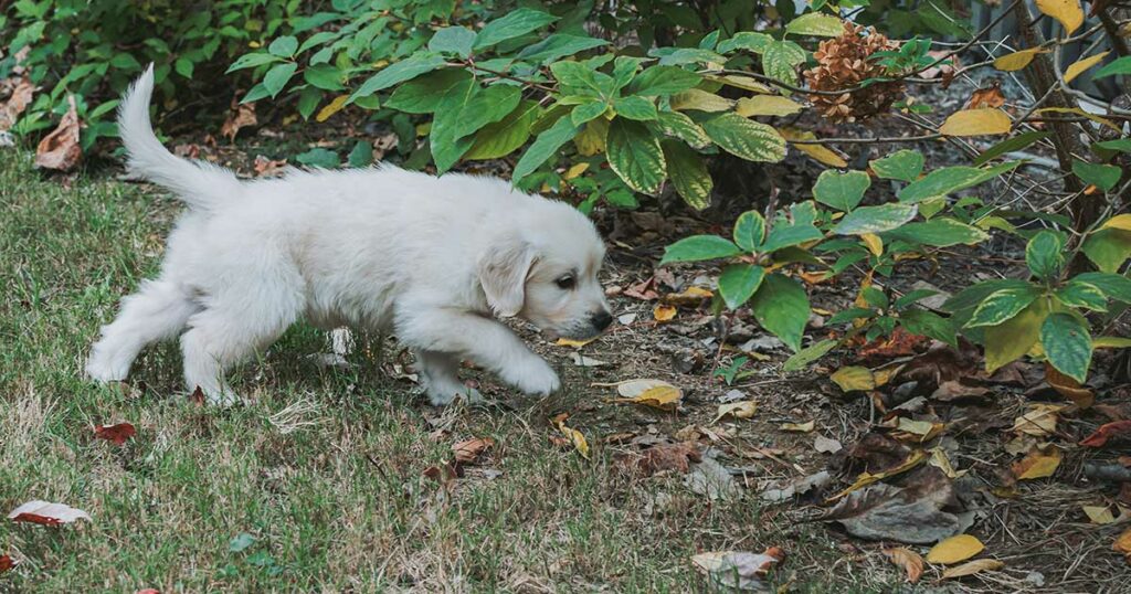 Clicker-Training-How-to-Clicker-Train-Your-Dog-to-Stay-in-the-Yard-Skills-for-Every-Day