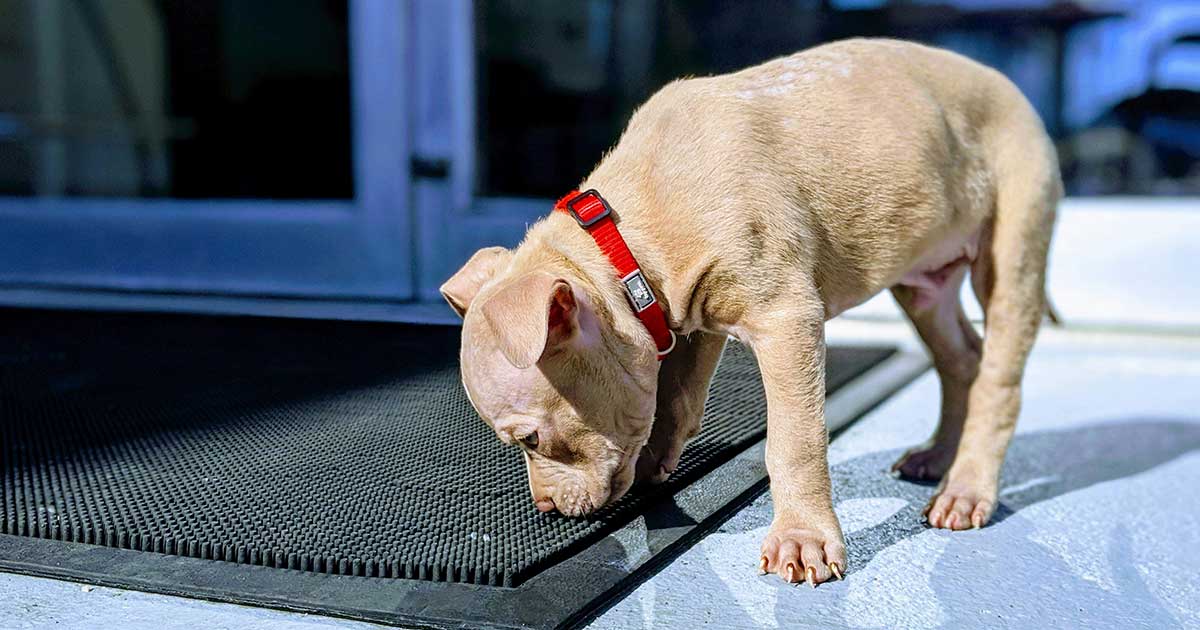 Clicker-Training-How-to-Train-Scent-Discrimination-for-Obedience-Competition