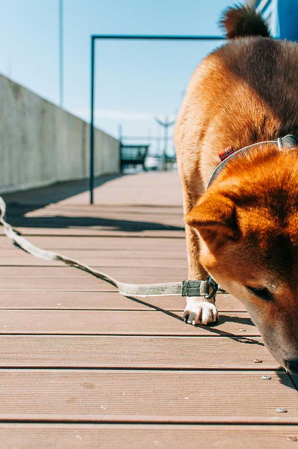 Clicker-Training-Obedience