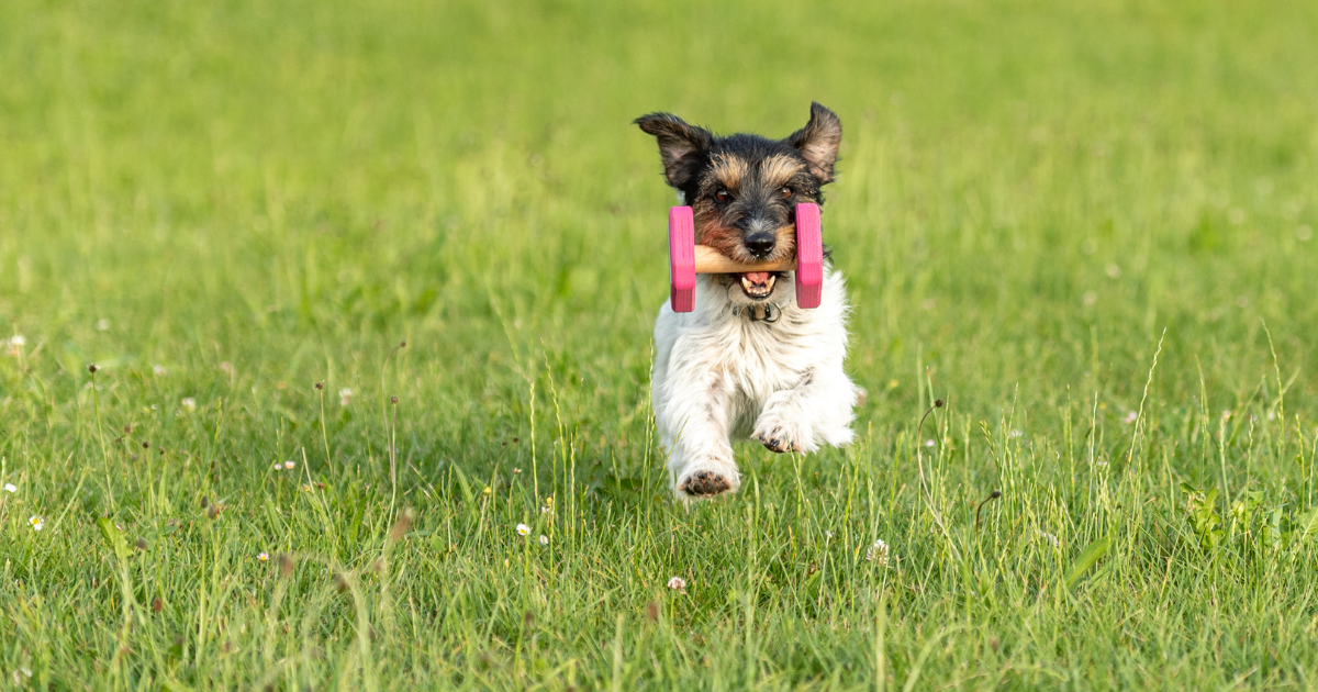 Small Jack Russell Terrier dog is holding a dumbbell in a grassy field