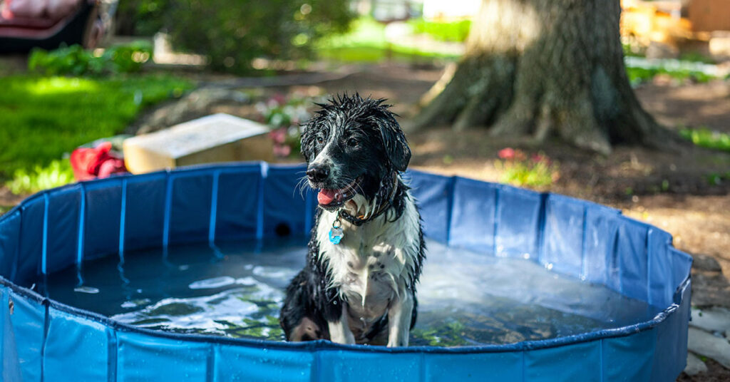 Dog in a pool