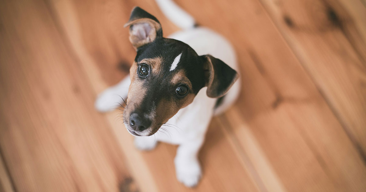 Clicker-Training-Teaching-your-dog-how-to-sit