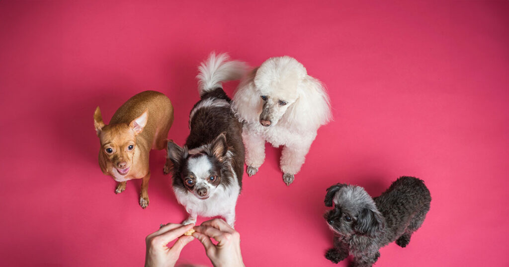 Clicker-Training-treating--puppies