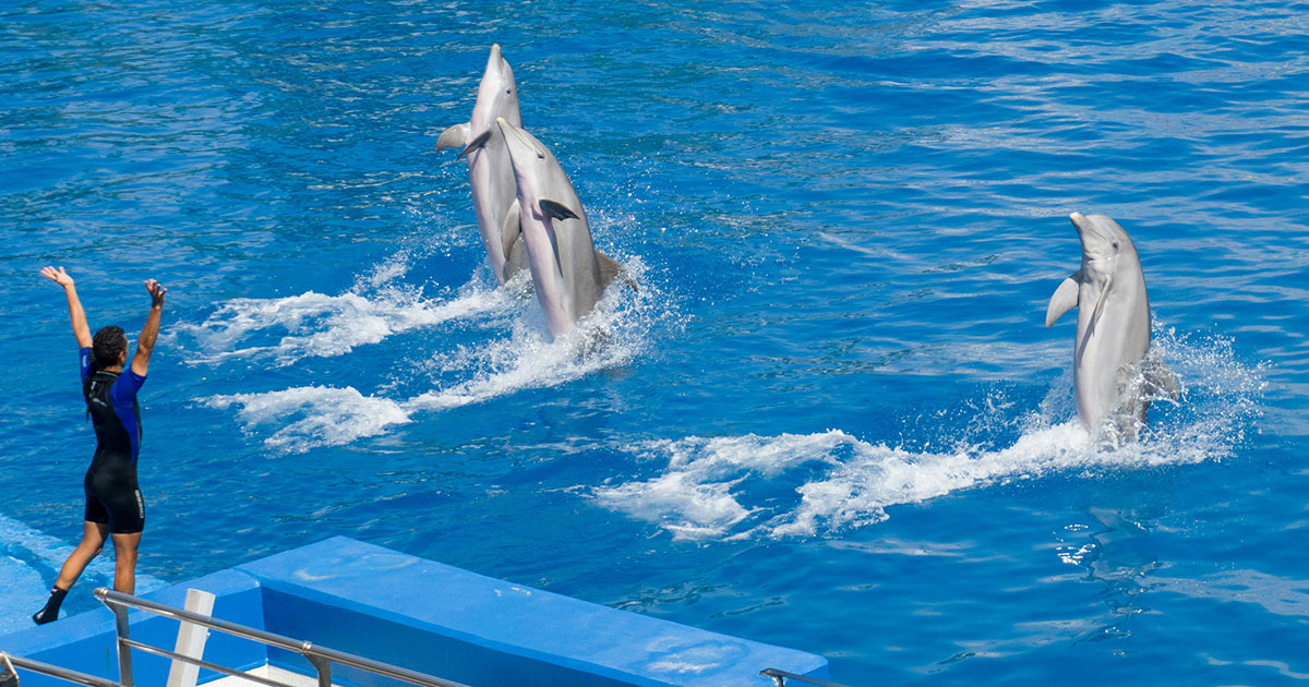 History-of-Clicker-Training-Marine-Life