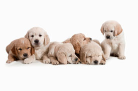 Group of puppies