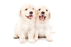 Two puppies