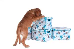 dog sniffing around some boxes