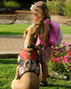 Faith's diabetic alert dog, Ruby, gently taking the bringsel to alert her that her blood sugar is low.