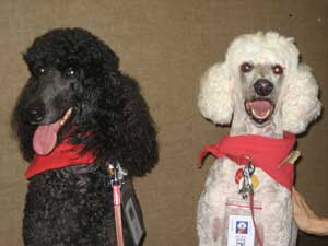 Molly and Delilah getting photos taken for students' visual schedules.