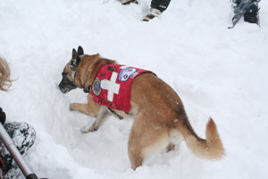 Avalanche dog “indicates” to a find