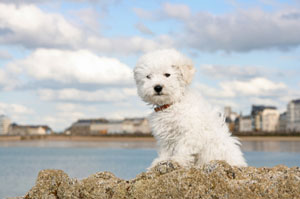 A snapping bichon
