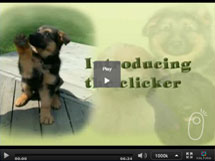 Basics of Clicker Training Puppies
