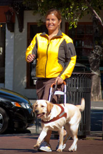 Clicker trained guide dog