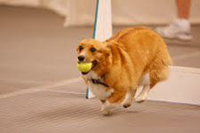 Corgi - Flyball