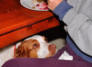 Dog begging at a table