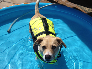 Dog wearing life jacket in a kiddie pool.