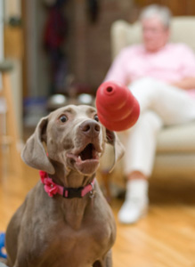 A dog playing with a classic kong