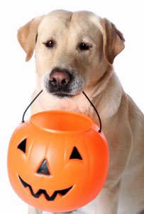 Dog trick or treating