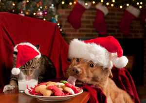 a dog and a cat eating the milk and cookies left out for santa