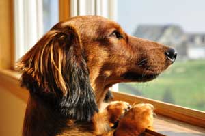dog looking and waiting by the window