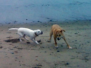 dogs on beach