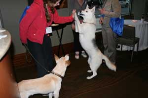 high five dog at clickerexpo day 2