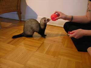 ferret touching a ball held by trainer