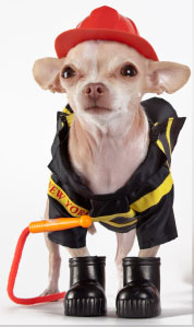 firefighter dog